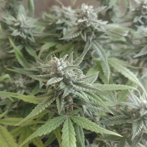 Tutankhamon growlog timeline photo