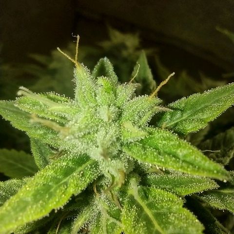 Tutankhamon growlog timeline photo