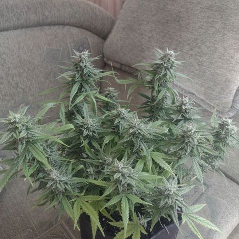 Tutankhamon growlog timeline photo
