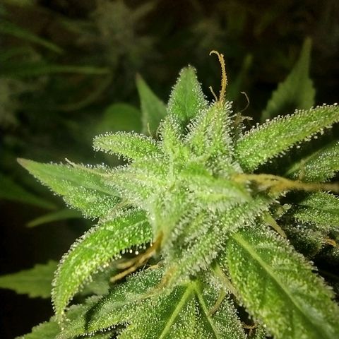 Tutankhamon growlog timeline photo