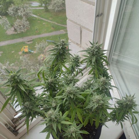 Tutankhamon growlog timeline photo