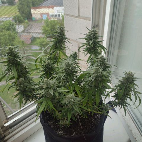 Tutankhamon growlog timeline photo