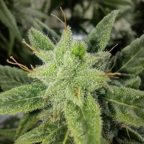Tutankhamon growlog timeline photo