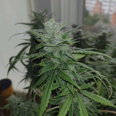 Tutankhamon growlog timeline photo
