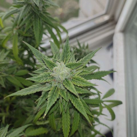 Tutankhamon growlog timeline photo