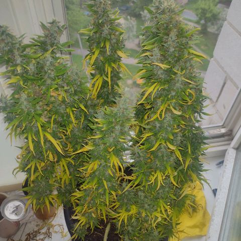 White Berry  growlog timeline photo