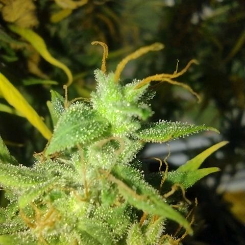 White Berry  growlog timeline photo