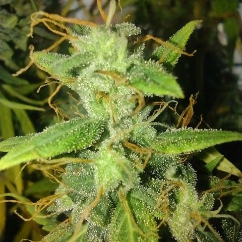 White Berry  growlog timeline photo