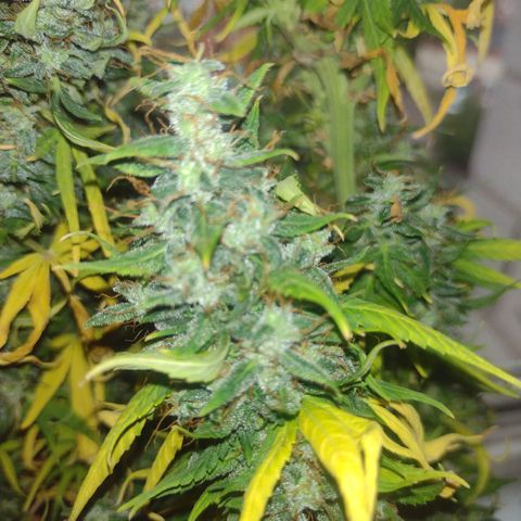 White Berry  growlog timeline photo