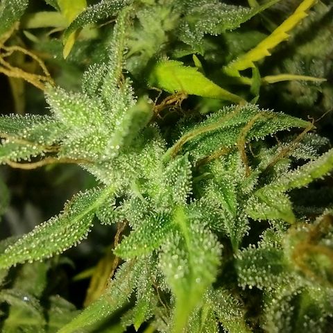 White Berry  growlog timeline photo