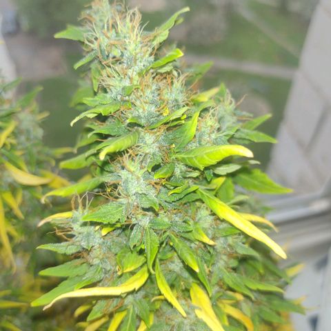 White Berry  growlog timeline photo