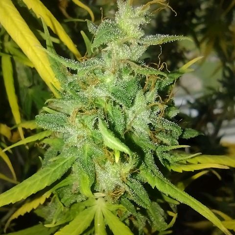 White Berry  growlog timeline photo