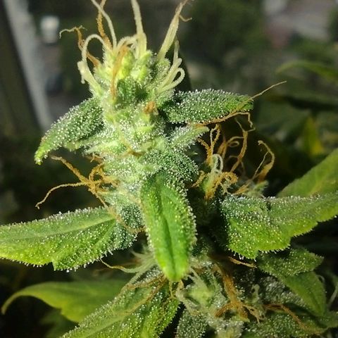 White Berry  growlog timeline photo