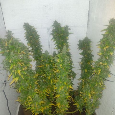 White Berry  growlog timeline photo