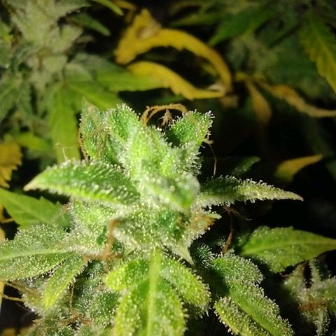 White Berry  growlog timeline photo