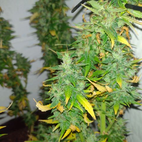 White Berry  growlog timeline photo