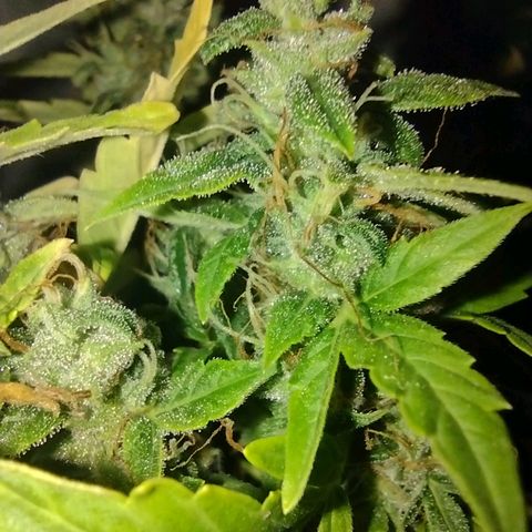 White Berry  growlog timeline photo