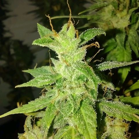 White Berry  growlog timeline photo