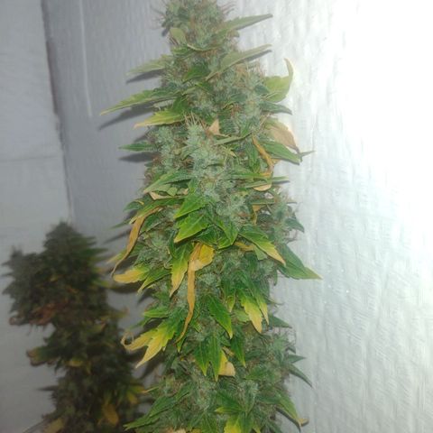 White Berry  growlog timeline photo
