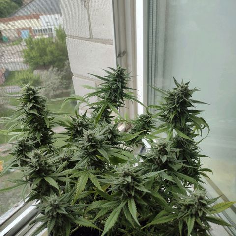 Tutankhamon growlog timeline photo