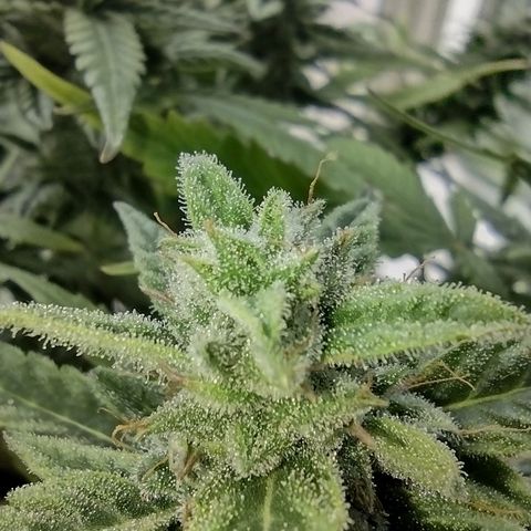 Tutankhamon growlog timeline photo