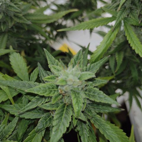 Tutankhamon growlog timeline photo