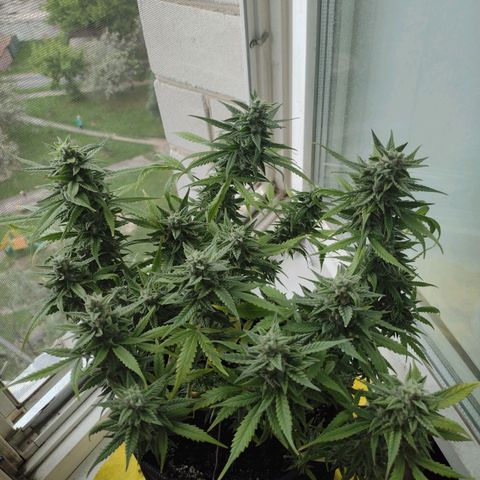 Tutankhamon growlog timeline photo