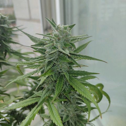 Tutankhamon growlog timeline photo