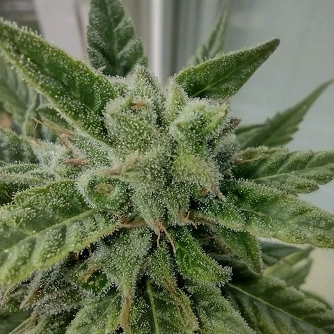 Tutankhamon growlog timeline photo