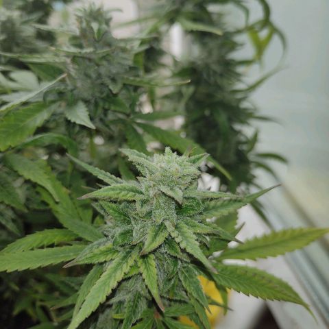 Tutankhamon growlog timeline photo