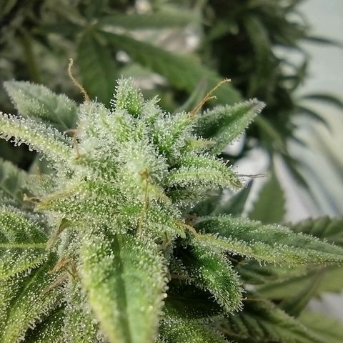 Tutankhamon growlog timeline photo