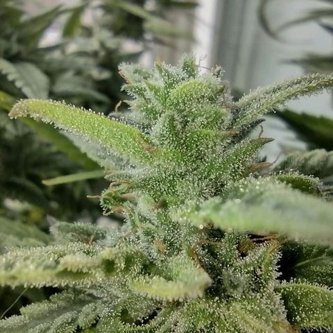 Tutankhamon growlog timeline photo