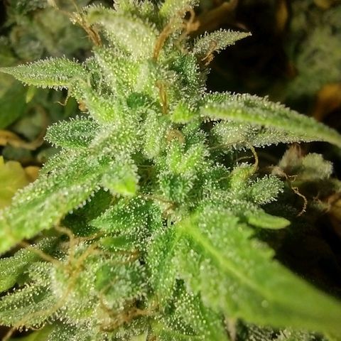 White Berry  growlog timeline photo