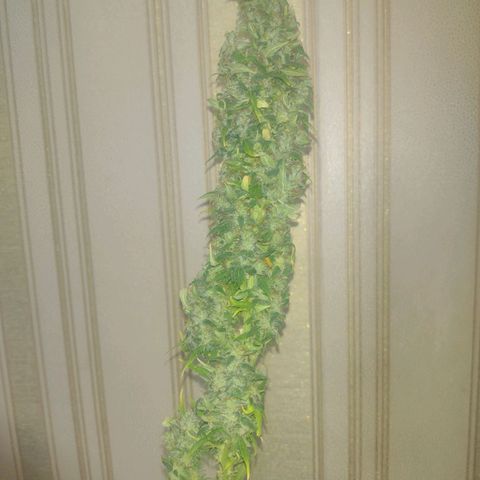 White Berry  growlog timeline photo