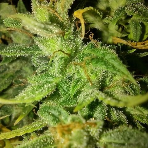 White Berry  growlog timeline photo
