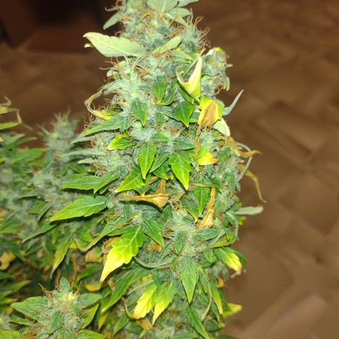 White Berry  growlog timeline photo