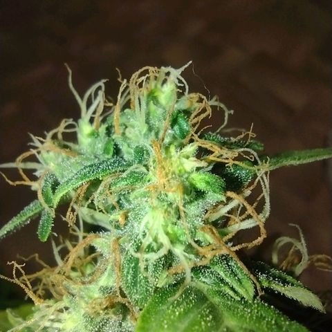 White Berry  growlog timeline photo