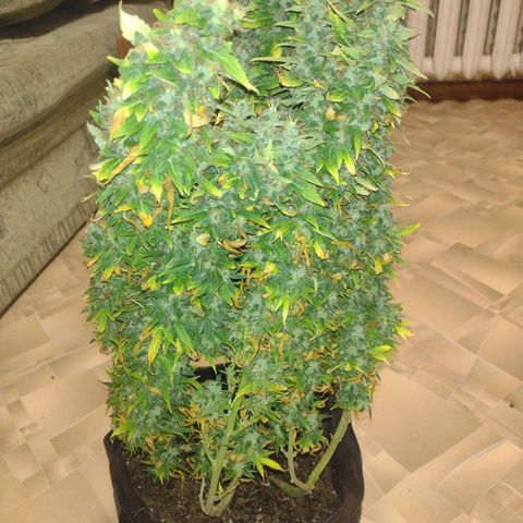 White Berry  growlog timeline photo