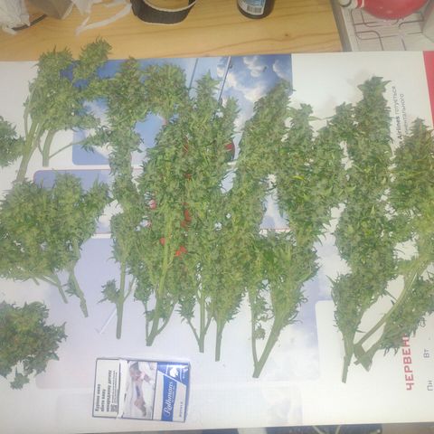 White Berry  growlog timeline photo