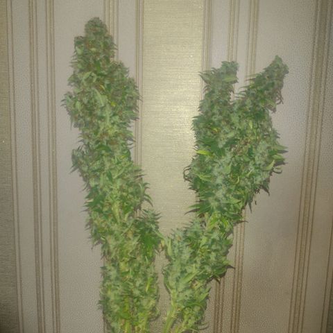 White Berry  growlog timeline photo