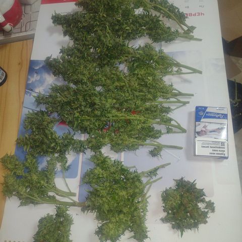 White Berry  growlog timeline photo