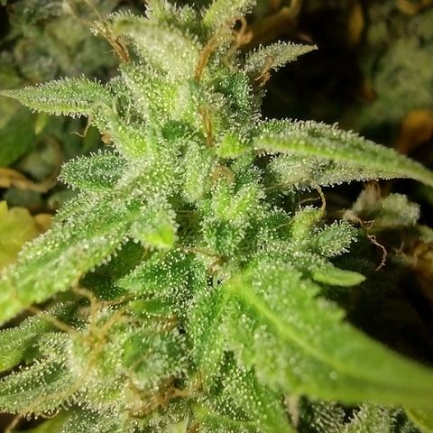 White Berry  growlog timeline photo