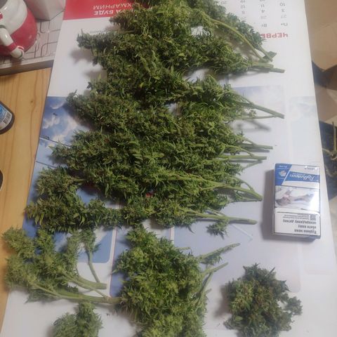 White Berry  growlog timeline photo
