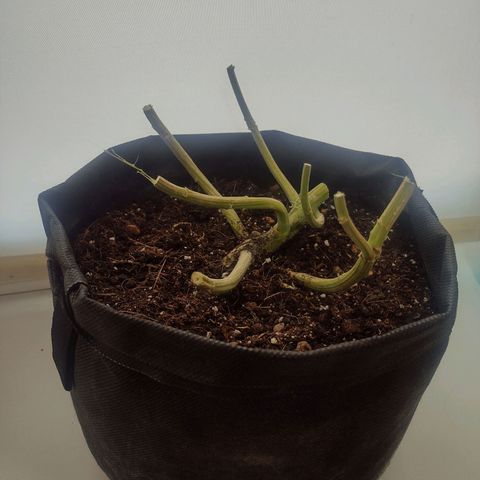 White Berry  growlog timeline photo