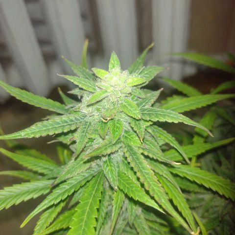 Tutankhamon growlog timeline photo