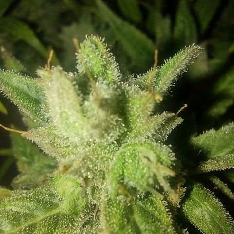Tutankhamon growlog timeline photo