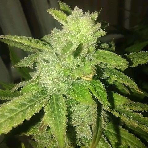 Tutankhamon growlog timeline photo