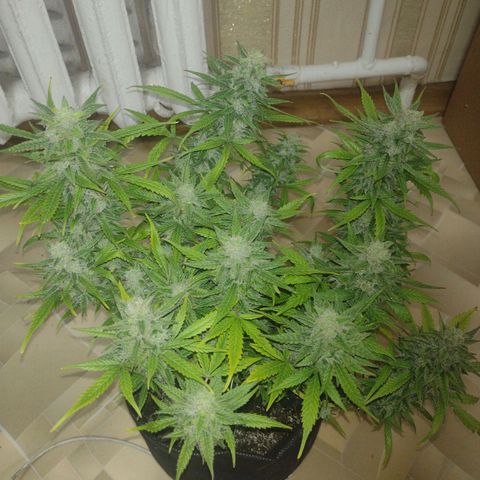 Tutankhamon growlog timeline photo