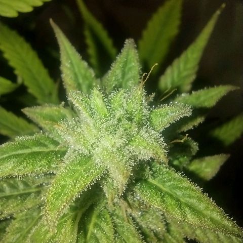 Tutankhamon growlog timeline photo