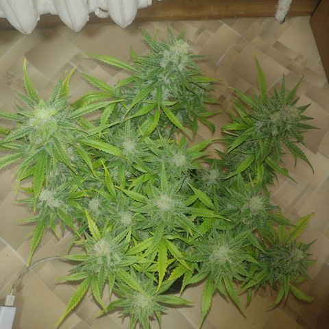 Tutankhamon growlog timeline photo